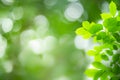 Green nature background with beautiful bokeh.