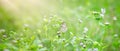 Green nature background with butterfly on leaf. Royalty Free Stock Photo