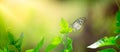 Green nature background with butterfly on leaf. Royalty Free Stock Photo