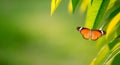 Green nature background with butterfly on leaf. A life and a plant texture. Environment concept for sustainable. Royalty Free Stock Photo