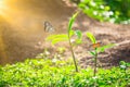 Green nature background with butterfly on leaf. A life and a plant texture. Environment concept for sustainable. Royalty Free Stock Photo