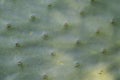 Green nature background. Cactus background with spikes Royalty Free Stock Photo