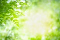 Green nature on blurred background. Royalty Free Stock Photo