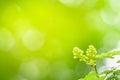 Closeup view of green leaves with beauty bokeh under sunlight Royalty Free Stock Photo