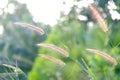 A group of wild grass flower blossom in the countryside with wind blowing and warm light bokeh at dusk Royalty Free Stock Photo