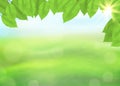 Green nature background with leaves on a blurred background of grass and sky, sunlight and bokeh effect. View with copy space add