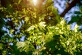 Green nature background.maple leaves Royalty Free Stock Photo