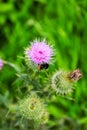 Green nature background. pollination of the flower Royalty Free Stock Photo