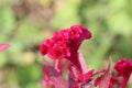 Green nature background with red `cockscomb` flowers and sunlight on it, selective focus.