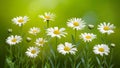 Green nature background showcases daisies at different growth stages Royalty Free Stock Photo