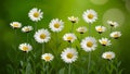 Green nature background showcases daisies at different growth stages Royalty Free Stock Photo