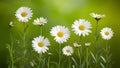 Green nature background showcases daisies at different growth stages Royalty Free Stock Photo