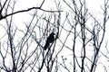 Dead tropical tree branches with a single raven sitting on the top