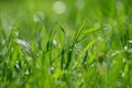 Green nature. Beautiful close up photo of nature. Green grass with dew drops. Colorful spring background with morning sun and Royalty Free Stock Photo