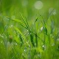 Green nature. Beautiful close up photo of nature. Green grass with dew drops. Colorful spring background with morning sun and Royalty Free Stock Photo