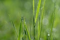 Green nature. Beautiful close up photo of nature. Green grass with dew drops. Colorful spring background with morning sun and Royalty Free Stock Photo