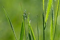 Green nature. Beautiful close up photo of nature. Green grass with dew drops. Colorful spring background with morning sun and Royalty Free Stock Photo