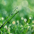 Green nature. Beautiful close up photo of nature. Green grass with dew drops. Colorful spring background with morning sun and Royalty Free Stock Photo