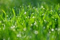 Green nature. Beautiful close up photo of nature. Green grass with dew drops. Colorful spring background with morning sun and Royalty Free Stock Photo