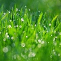 Green nature. Beautiful close up photo of nature. Green grass with dew drops. Colorful spring background with morning sun and Royalty Free Stock Photo