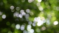 Green nature blur background with bokeh