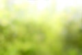Green nature blurred background Royalty Free Stock Photo
