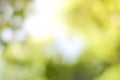 Green nature blurred background Royalty Free Stock Photo