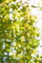 Green nature blurred background of tree leaves Royalty Free Stock Photo