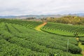 Green nature at Choui Fong Tea Plantation