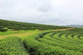 Green nature at Choui Fong Tea Plantation