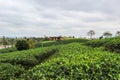 Green nature at Choui Fong Tea Plantation