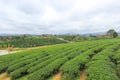 Green nature at Choui Fong Tea Plantation