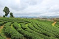 Green nature at Choui Fong Tea Plantation