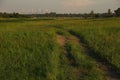 Green nature and a coal power station