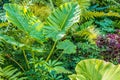 Green nature of Fern and trees in tropical garden nture background Royalty Free Stock Photo