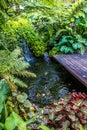 Green nature of Fern and trees in tropical garden nture background Royalty Free Stock Photo