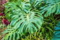 Green nature of Fern and trees in tropical garden nture background