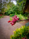 Green nature flower garden vilej