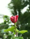 Green Nature Flowers intime