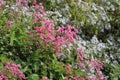 Green nature foliage background with pink wild bush flowers. Royalty Free Stock Photo