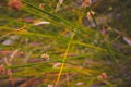 Green nature; gentl  relaxation grass lea Royalty Free Stock Photo