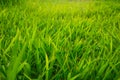 Green nature grass sun light soft focus background Royalty Free Stock Photo