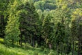 Green nature landscape of forest hill evergreen spruce, pine and fir trees. Natural wilderness siberian taiga on summer Royalty Free Stock Photo