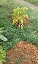 green and nature latinoamerica garden