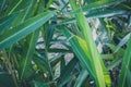 Green nature leaf abstract background