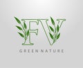 Green Nature Leaf Letter F, V and FV Logo Design. monogram logo. Simple Swirl Green Leaves Alphabet Icon Royalty Free Stock Photo