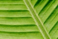 Green nature leaf texture in details as natural background or wa Royalty Free Stock Photo