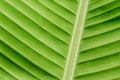 Green nature leaf texture in details as natural background or wa