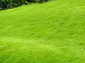 green nature meadow ecosystem outdoor beautiful