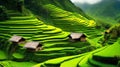 Green Nature mountain step agriculture in Asia with small hut fully nature love HD earth cool climate background